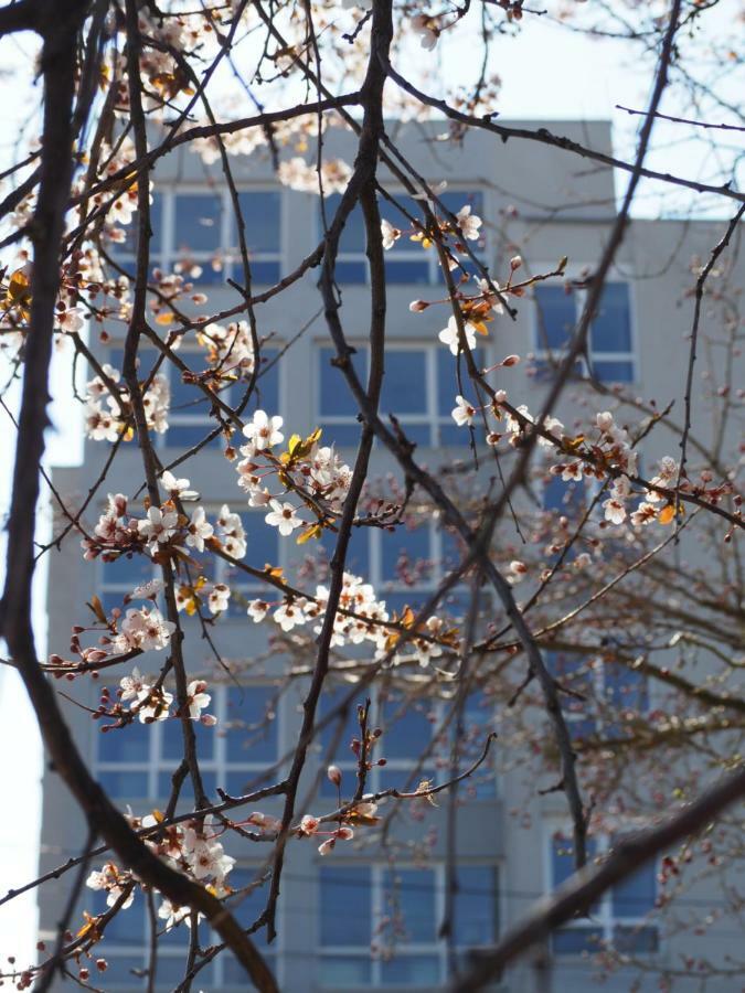 Hotel Carmen Azzuro Venus Eksteriør billede